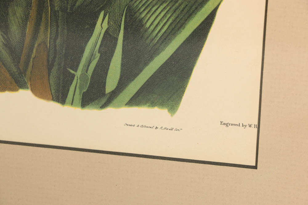 Vintage Audubon "Purple Grackle" Lithograph Print