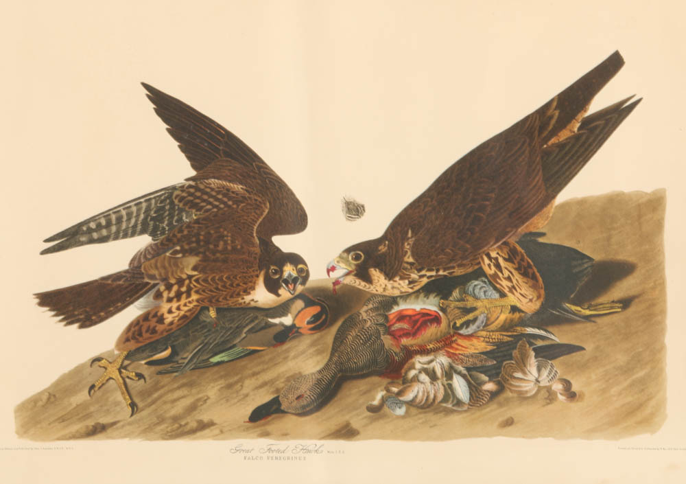Vintage Audubon "Great Footed Hawk" Lithograph Print