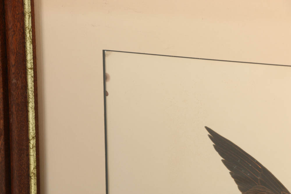 Vintage Audubon "Great Footed Hawk" Lithograph Print