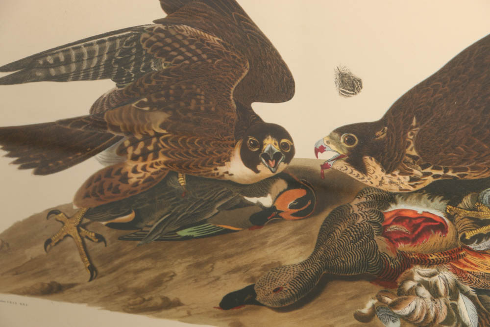 Vintage Audubon "Great Footed Hawk" Lithograph Print