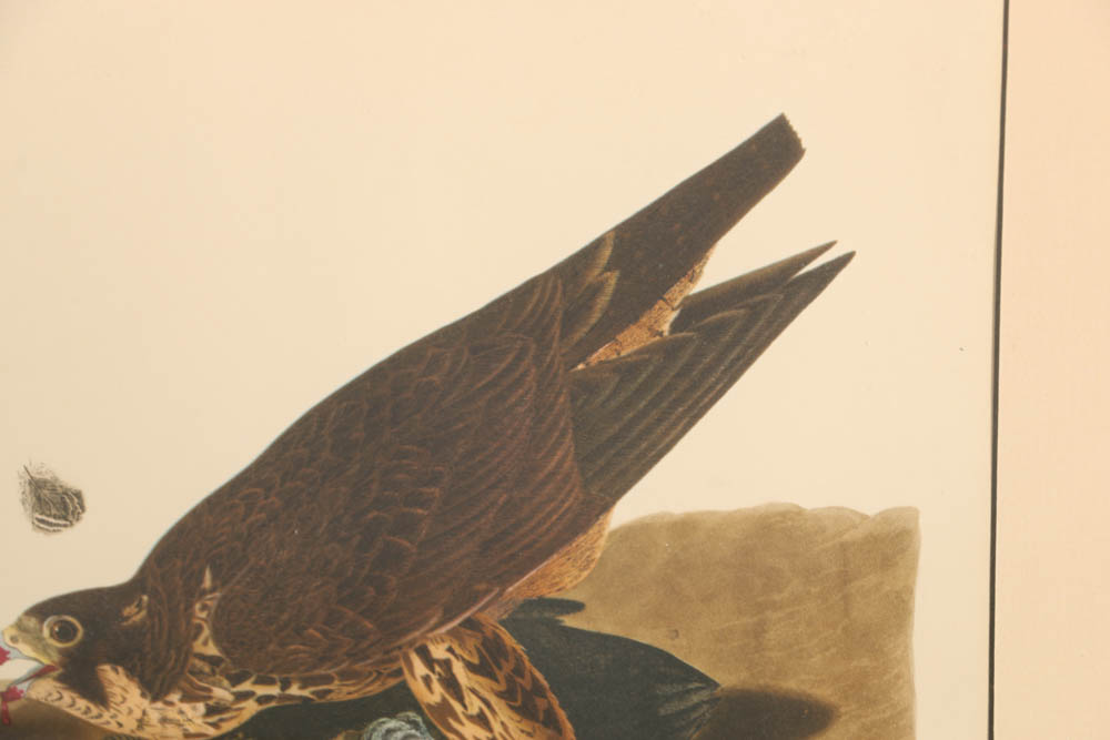 Vintage Audubon "Great Footed Hawk" Lithograph Print