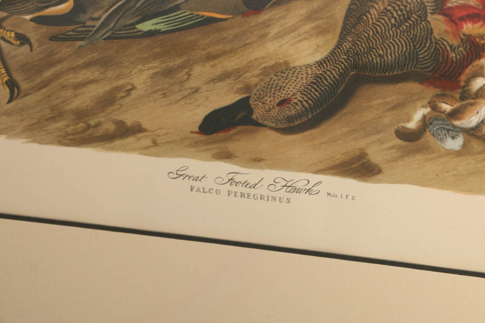 Vintage Audubon "Great Footed Hawk" Lithograph Print