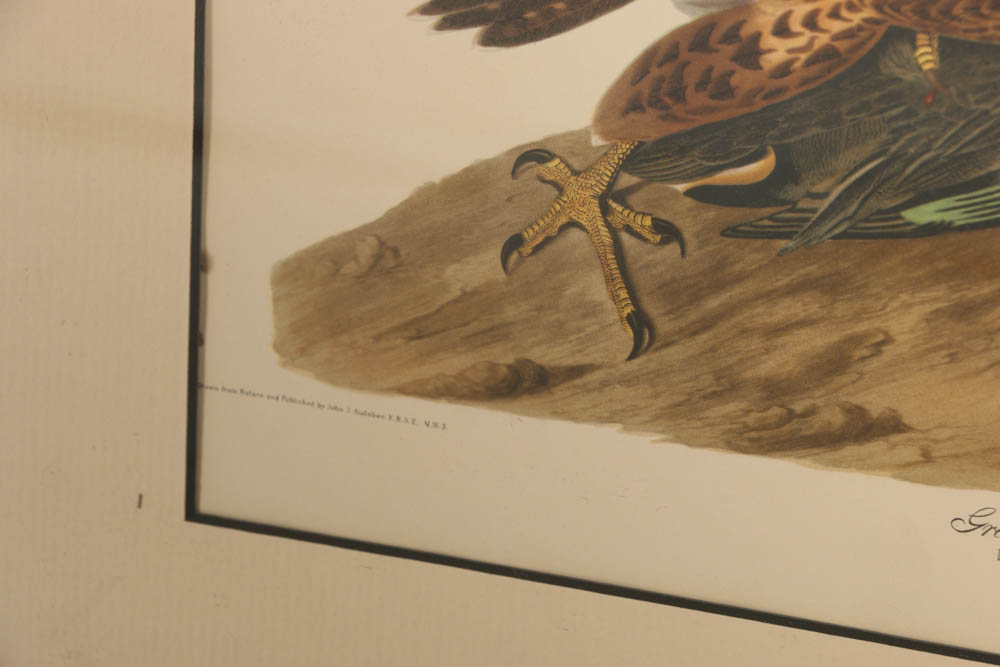 Vintage Audubon "Great Footed Hawk" Lithograph Print