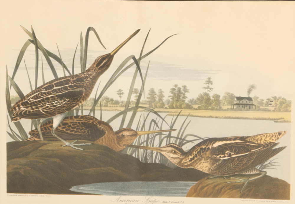 Vintage Audubon "American Snipe" Lithograph Print
