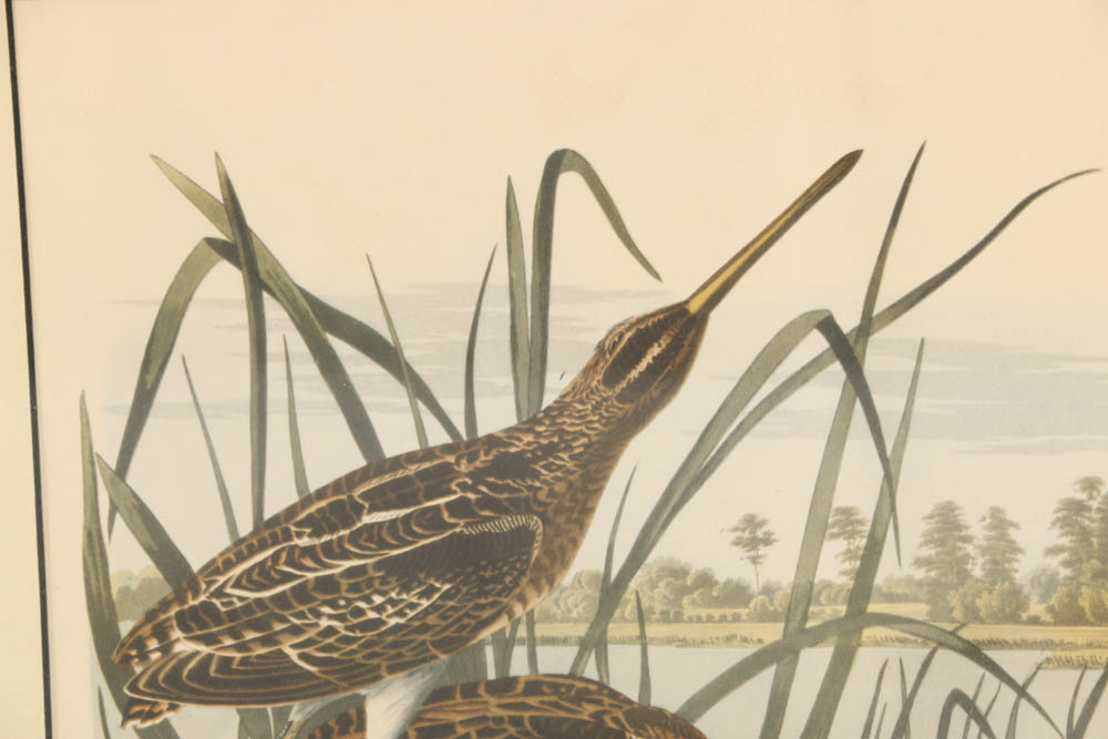 Vintage Audubon "American Snipe" Lithograph Print