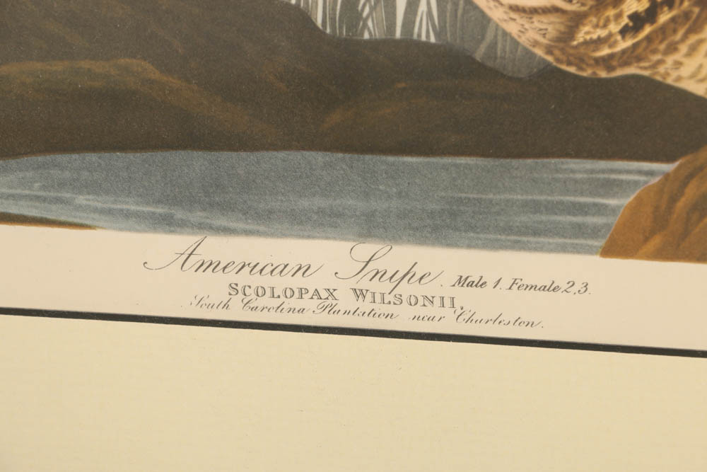 Vintage Audubon "American Snipe" Lithograph Print