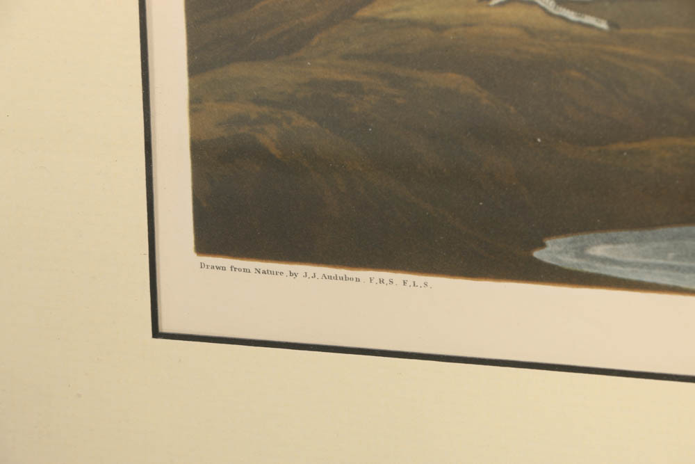 Vintage Audubon "American Snipe" Lithograph Print