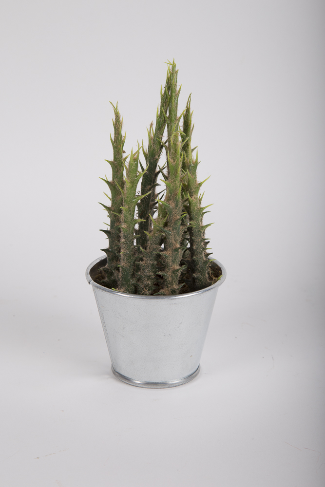 Faux Succulent Plants