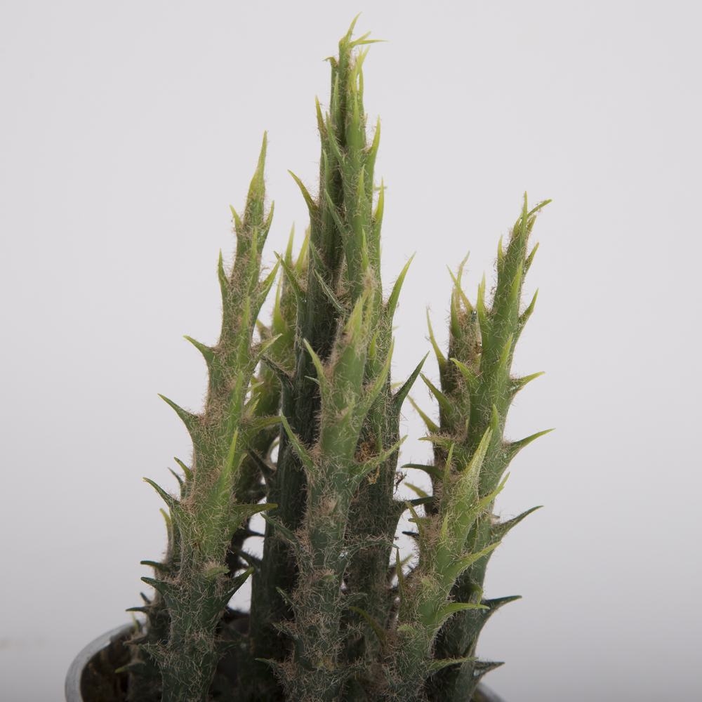 Faux Succulent Plants