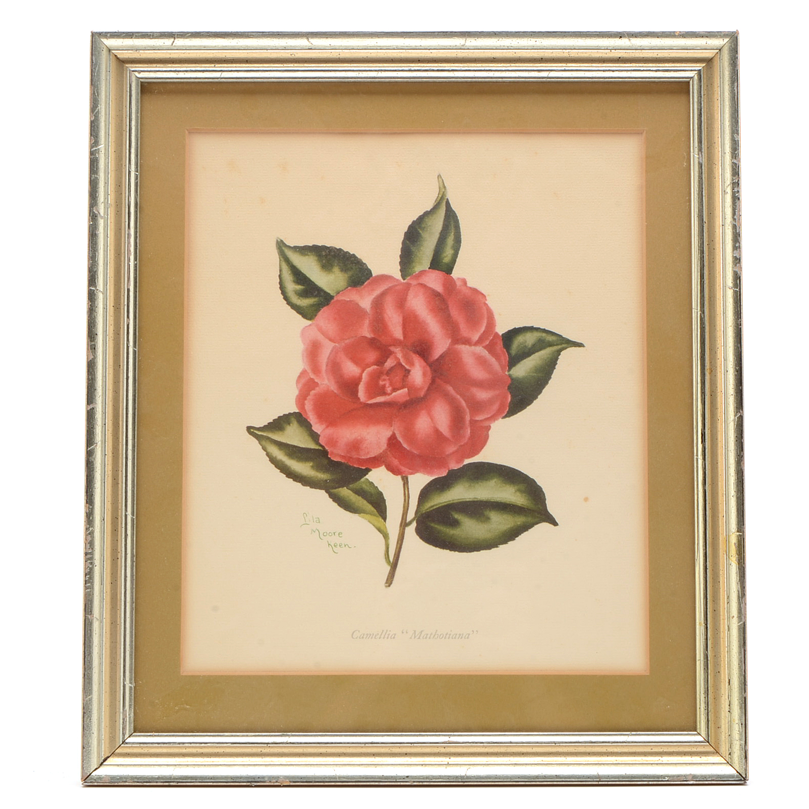 Two Offset Lithographic Reproductions after Lila Moore Keen Camellia Illustrations