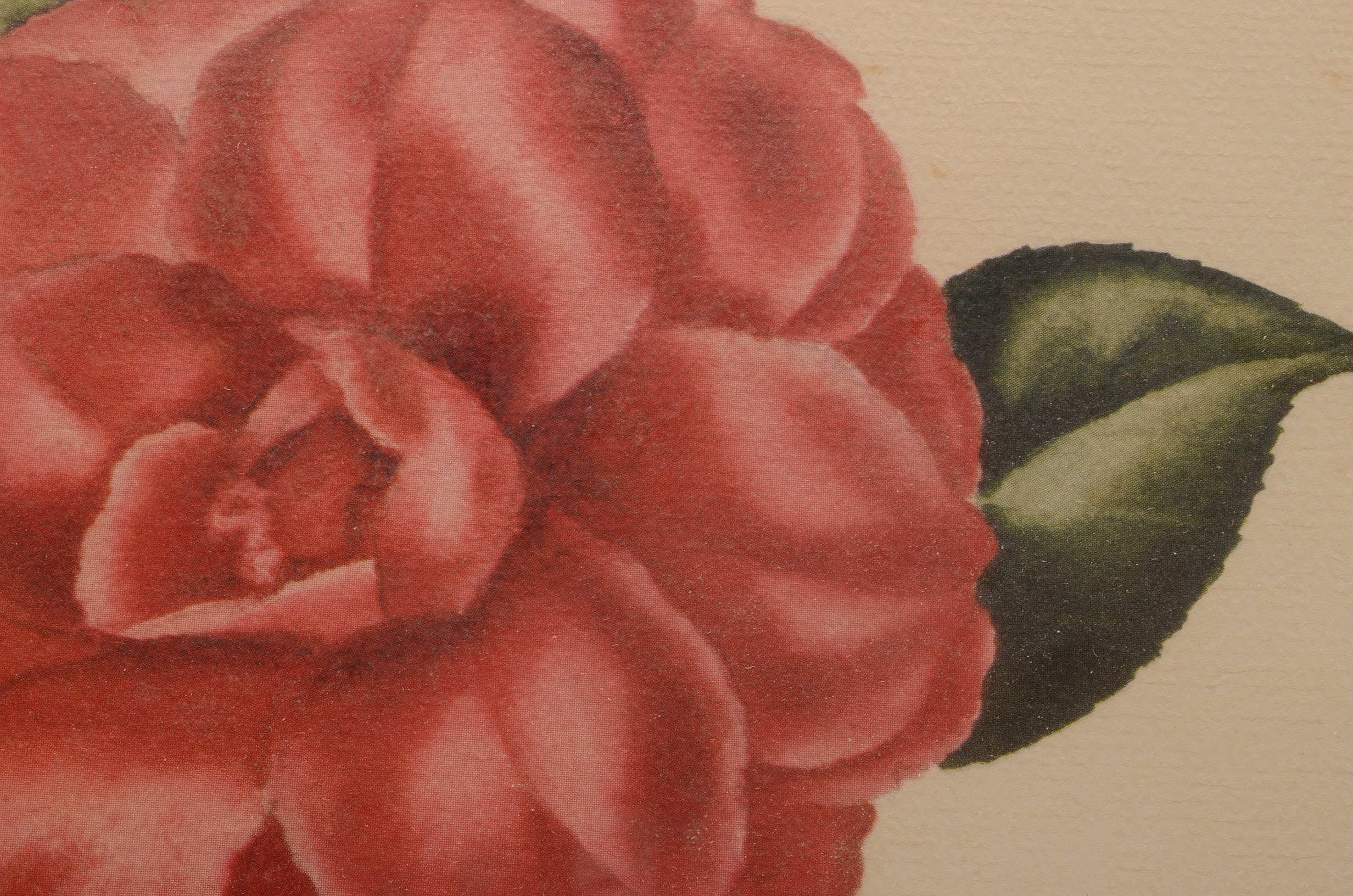 Two Offset Lithographic Reproductions after Lila Moore Keen Camellia Illustrations