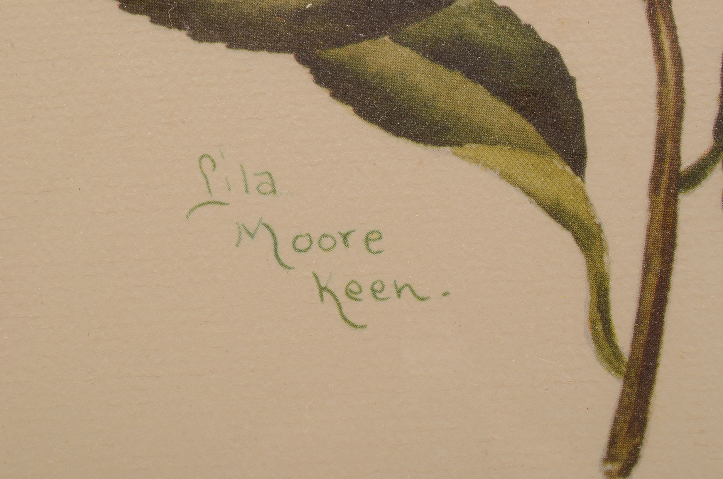 Two Offset Lithographic Reproductions after Lila Moore Keen Camellia Illustrations