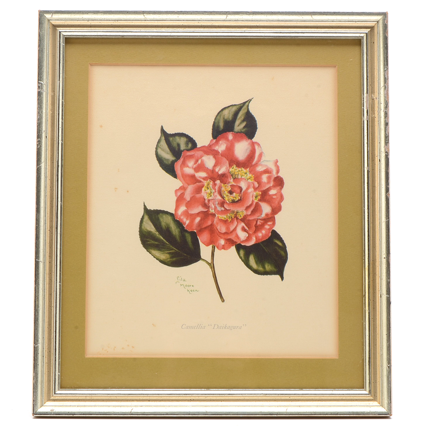 Two Offset Lithographic Reproductions after Lila Moore Keen Camellia Illustrations
