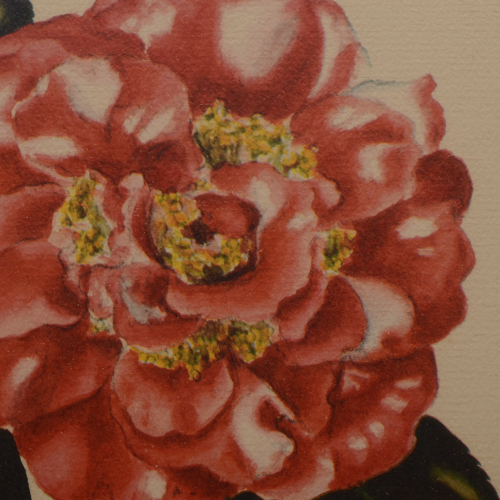 Two Offset Lithographic Reproductions after Lila Moore Keen Camellia Illustrations