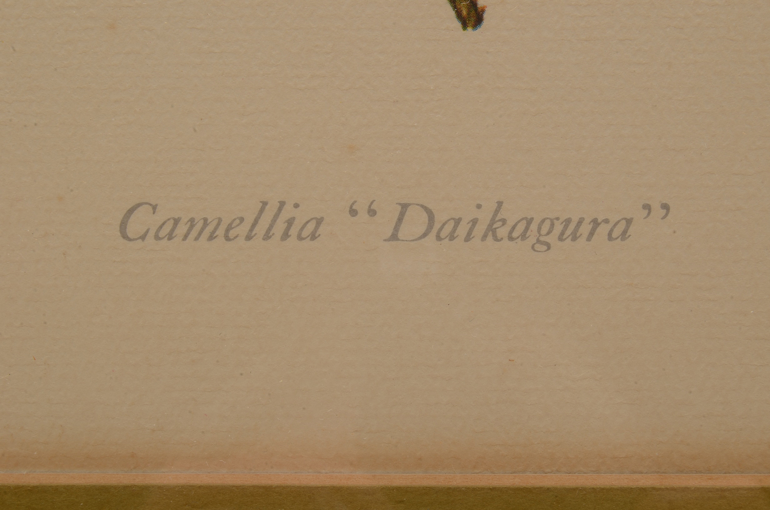 Two Offset Lithographic Reproductions after Lila Moore Keen Camellia Illustrations