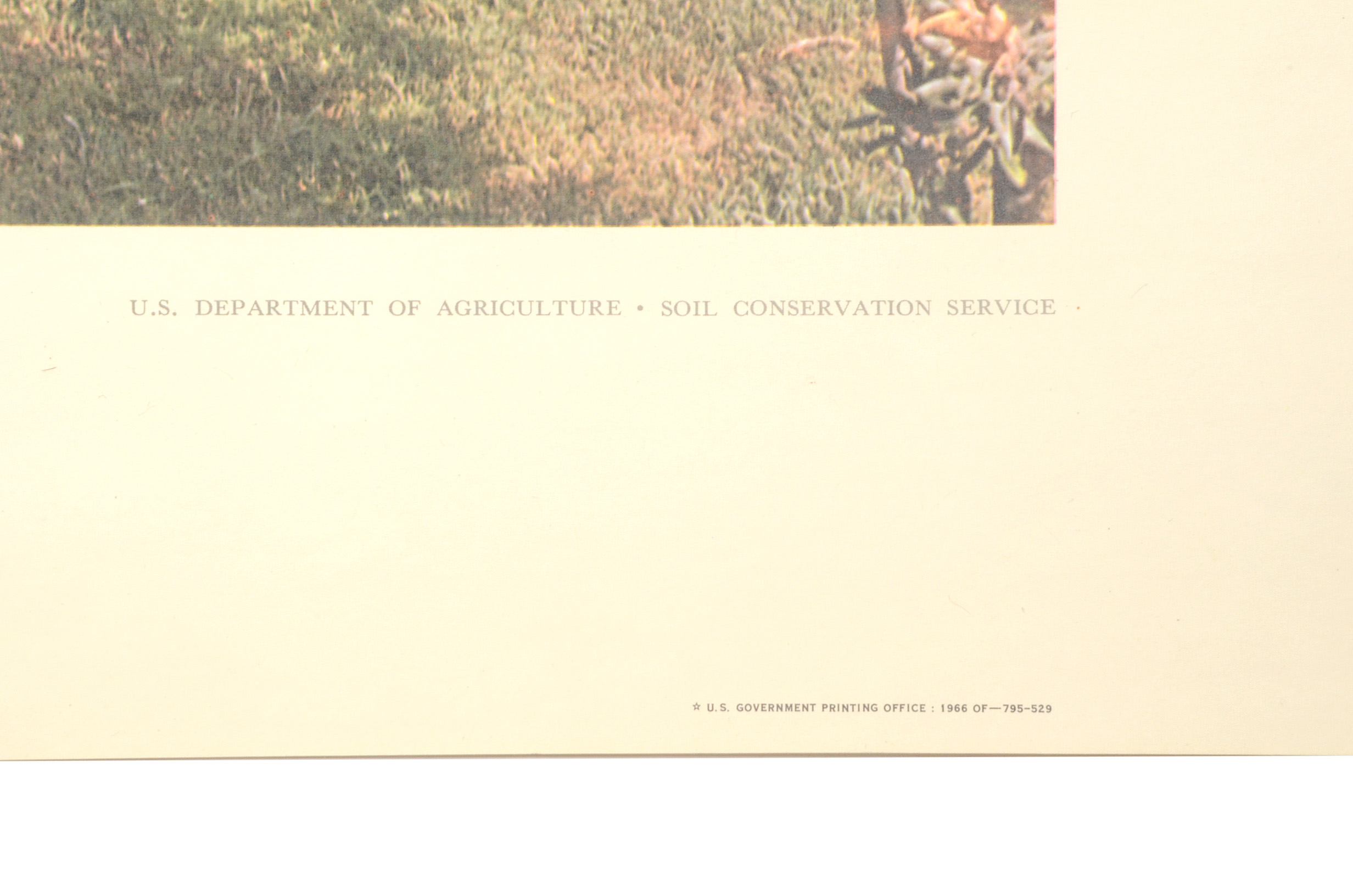 Five Vintage U.S. Department of Agriculture Posters