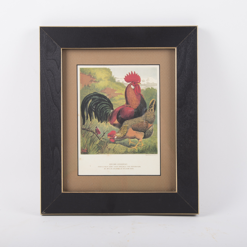 After J.W. Ludlow Offset Lithographs of Poultry