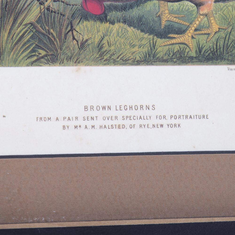 After J.W. Ludlow Offset Lithographs of Poultry