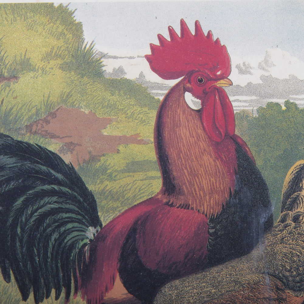 After J.W. Ludlow Offset Lithographs of Poultry