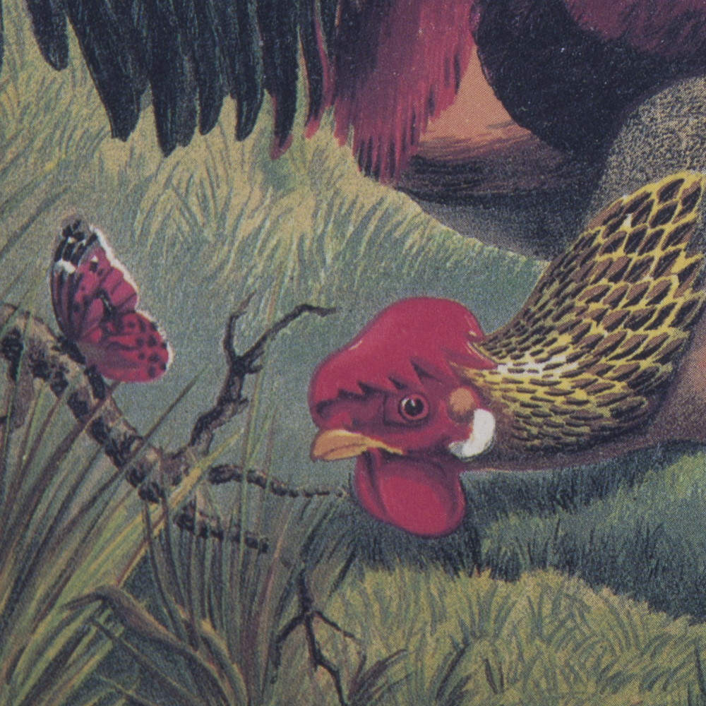 After J.W. Ludlow Offset Lithographs of Poultry