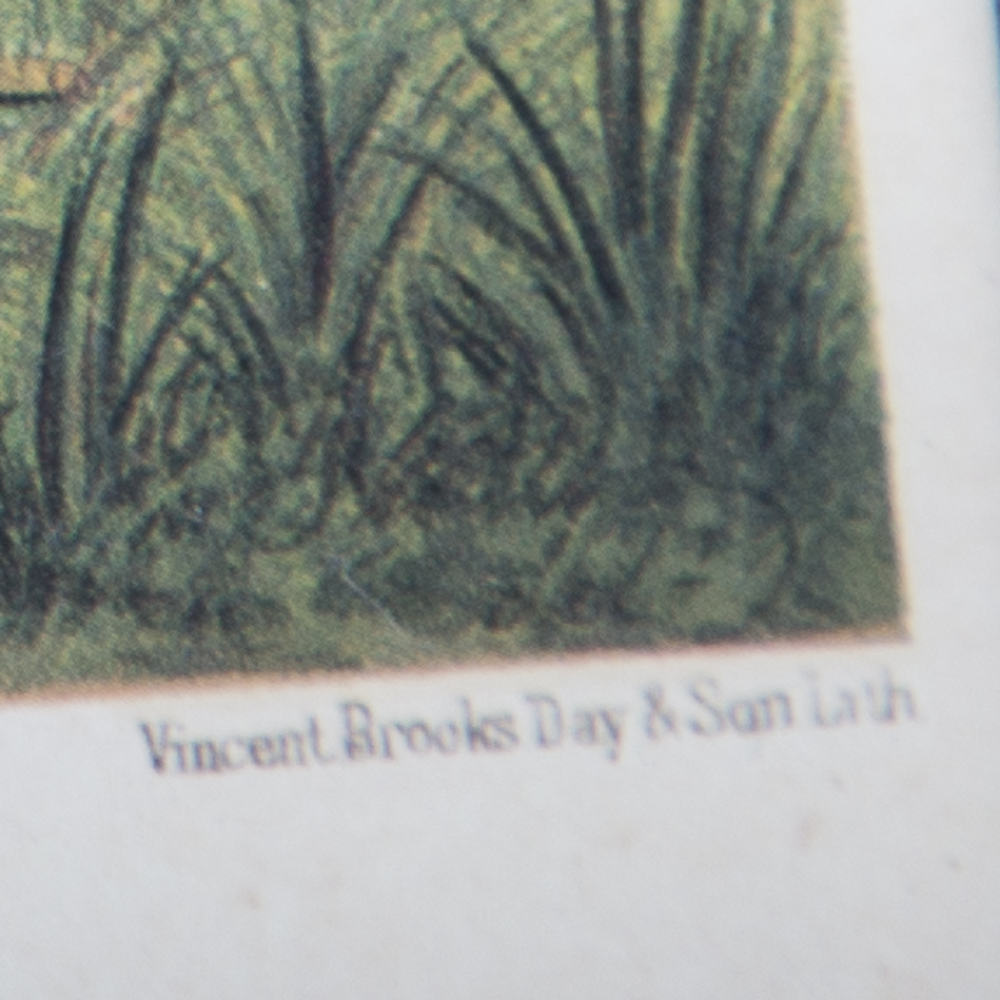 After J.W. Ludlow Offset Lithographs of Poultry