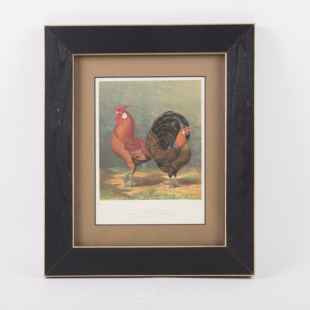 After J.W. Ludlow Offset Lithographs of Poultry