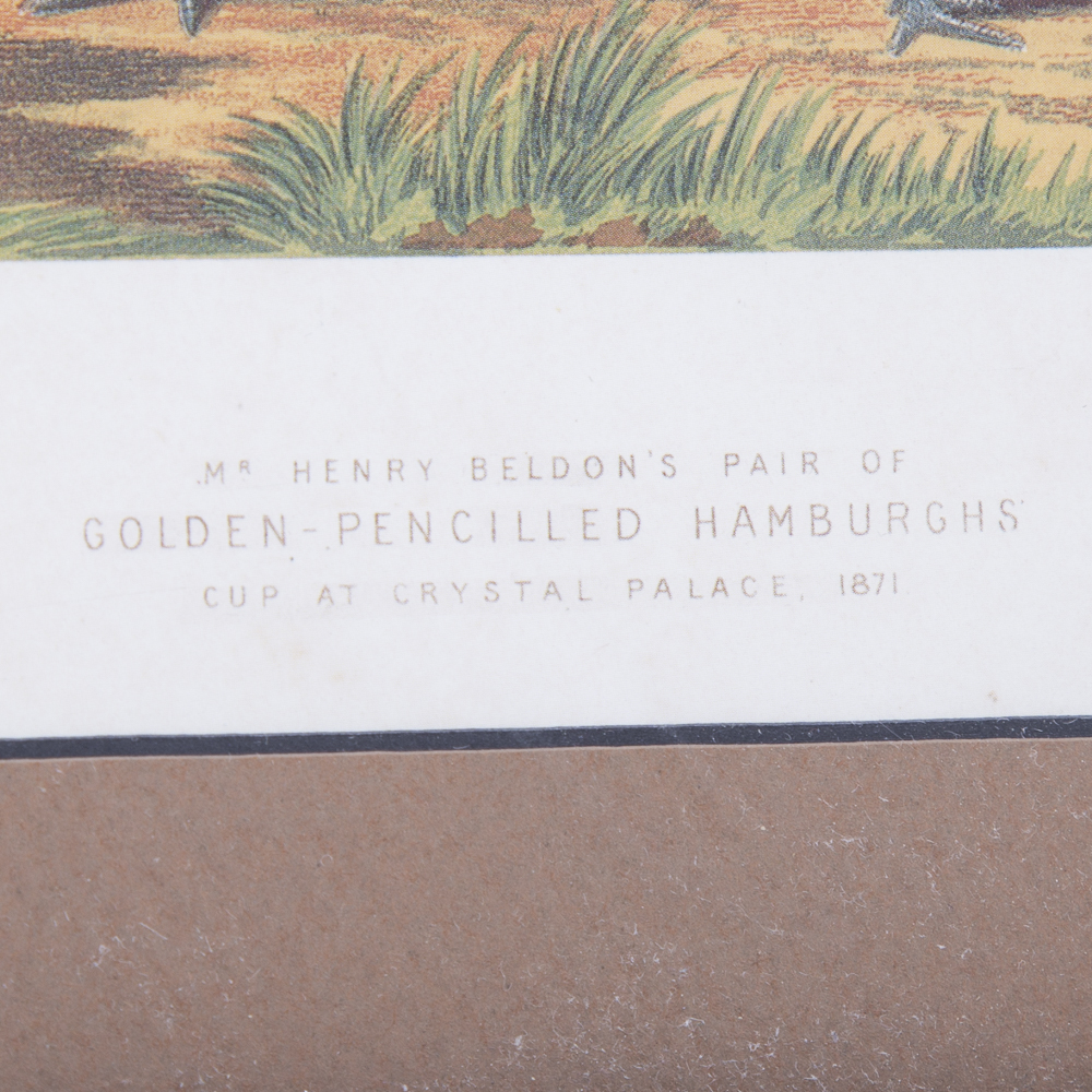 After J.W. Ludlow Offset Lithographs of Poultry