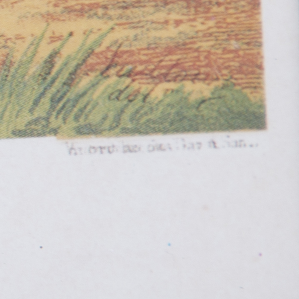 After J.W. Ludlow Offset Lithographs of Poultry