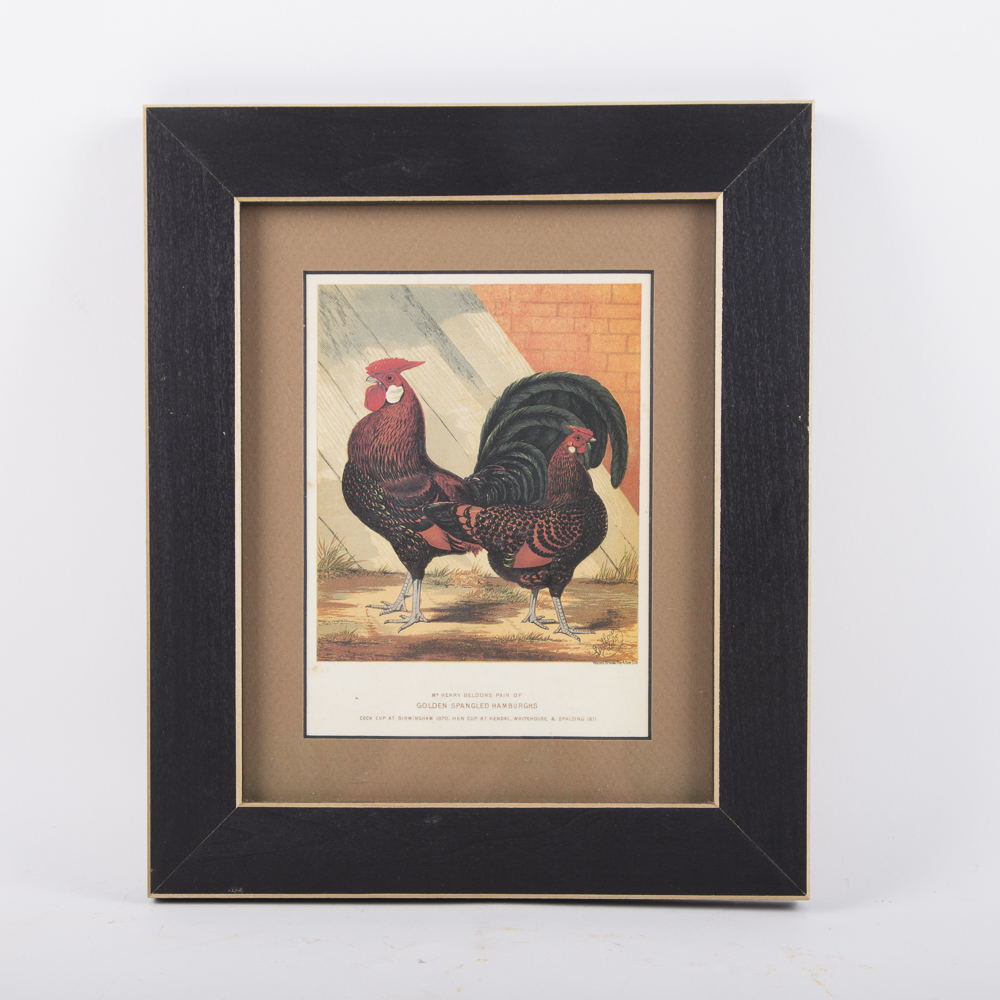 After J.W. Ludlow Offset Lithographs of Poultry