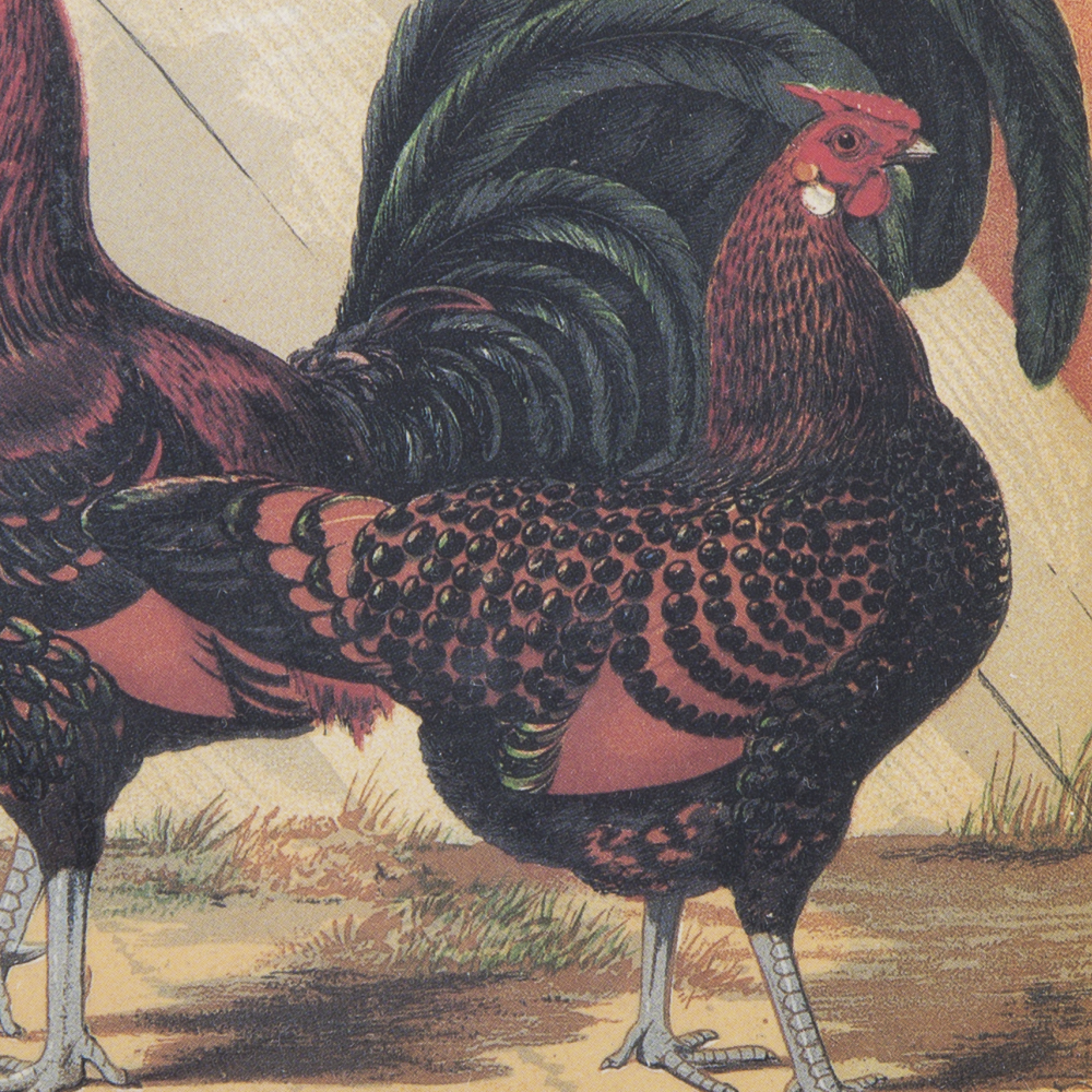 After J.W. Ludlow Offset Lithographs of Poultry