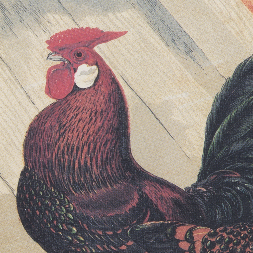 After J.W. Ludlow Offset Lithographs of Poultry