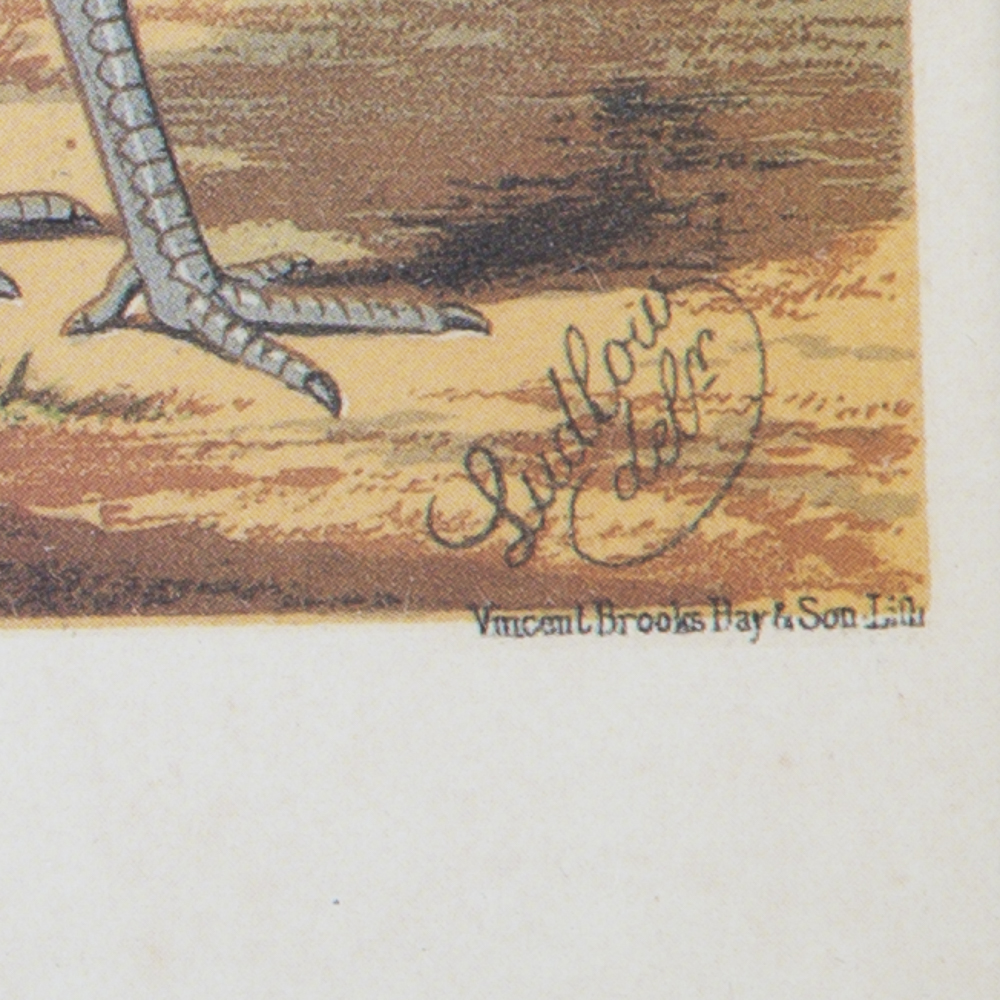 After J.W. Ludlow Offset Lithographs of Poultry