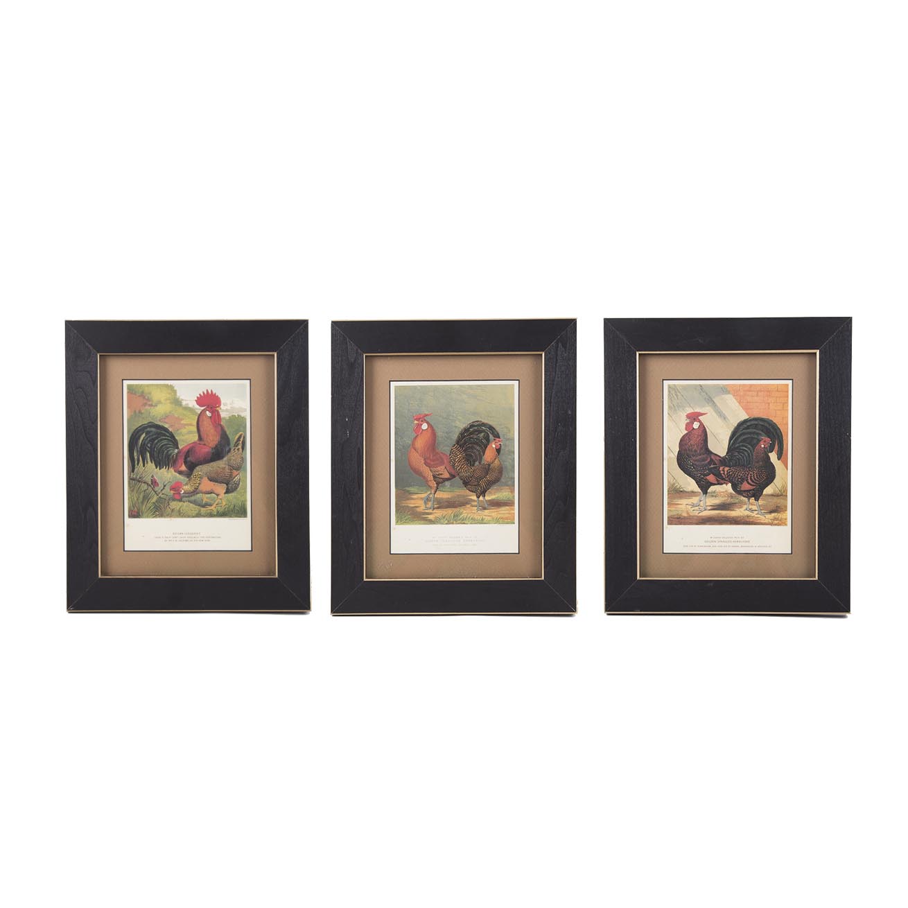 After J.W. Ludlow Offset Lithographs of Poultry