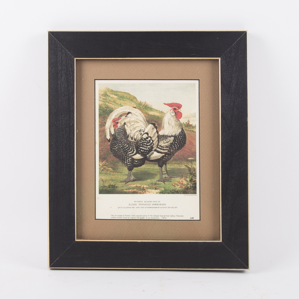 After J.W. Ludlow Offset Lithographs of Poultry