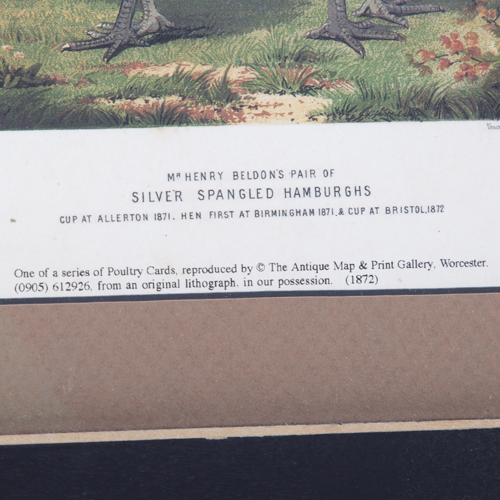 After J.W. Ludlow Offset Lithographs of Poultry