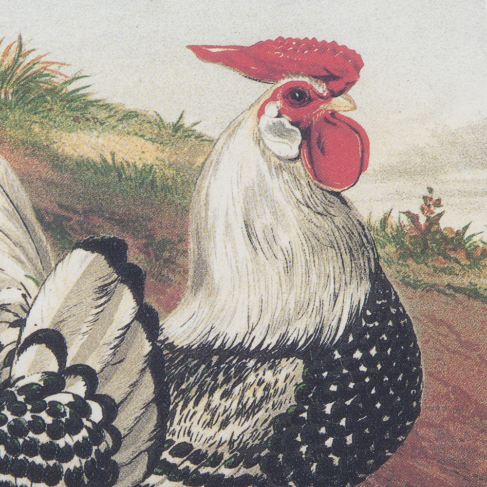 After J.W. Ludlow Offset Lithographs of Poultry