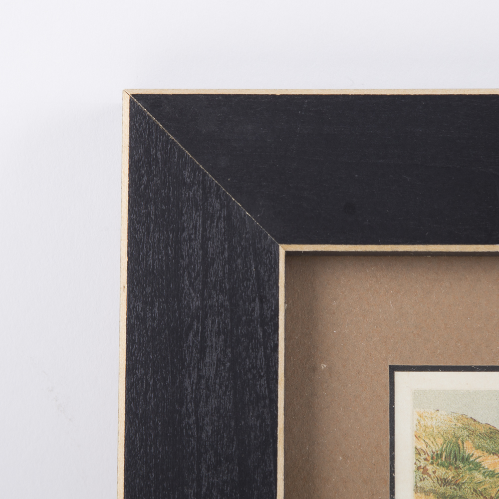 After J.W. Ludlow Offset Lithographs of Poultry