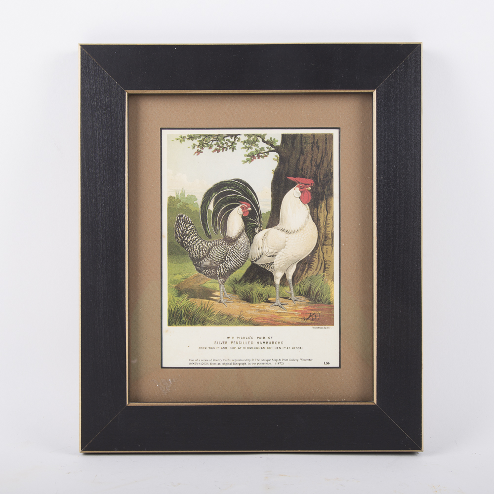 After J.W. Ludlow Offset Lithographs of Poultry