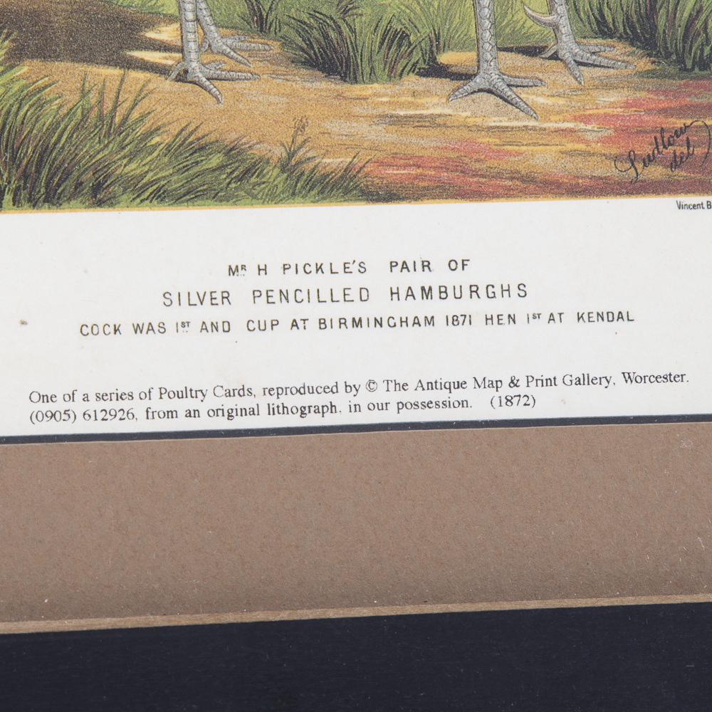 After J.W. Ludlow Offset Lithographs of Poultry