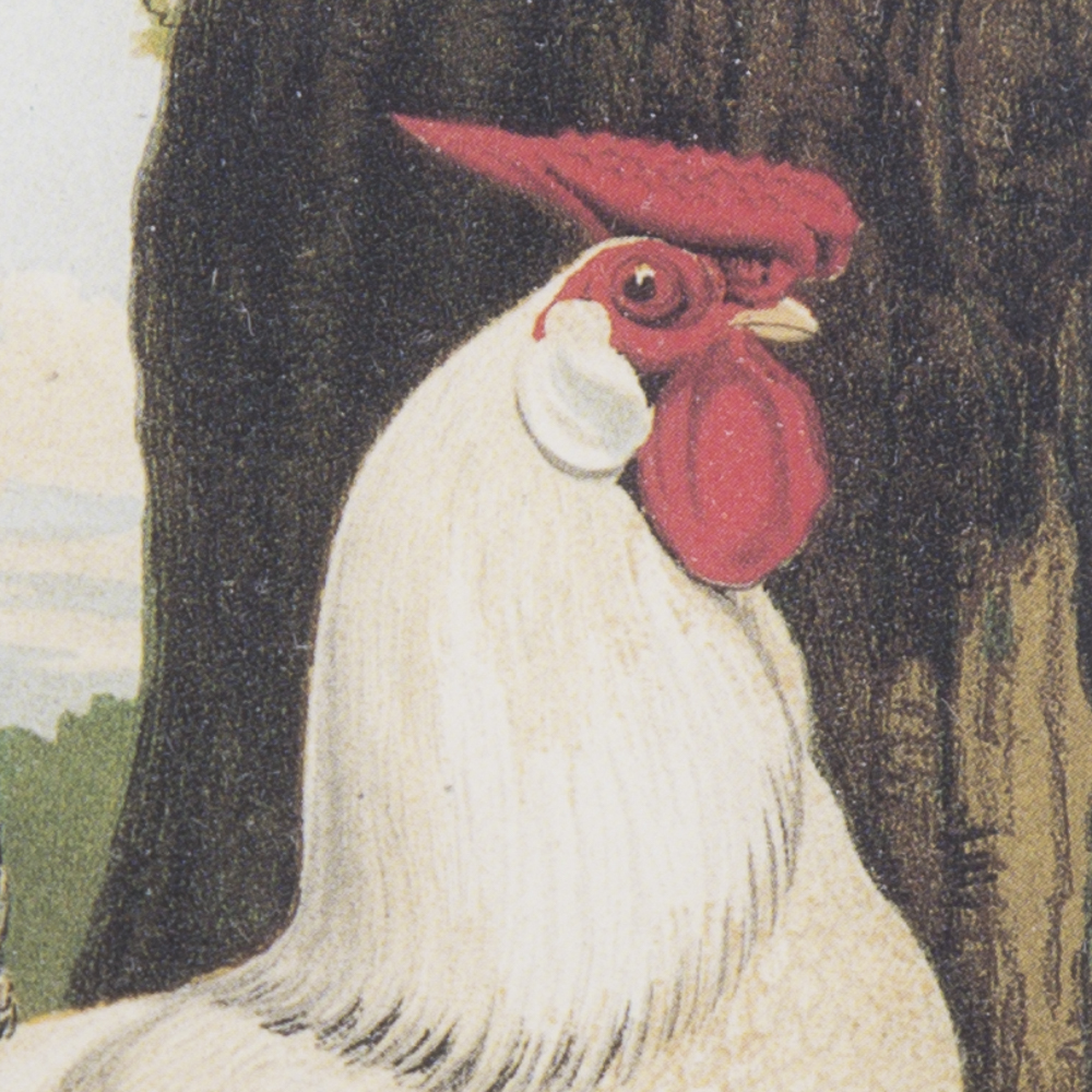 After J.W. Ludlow Offset Lithographs of Poultry