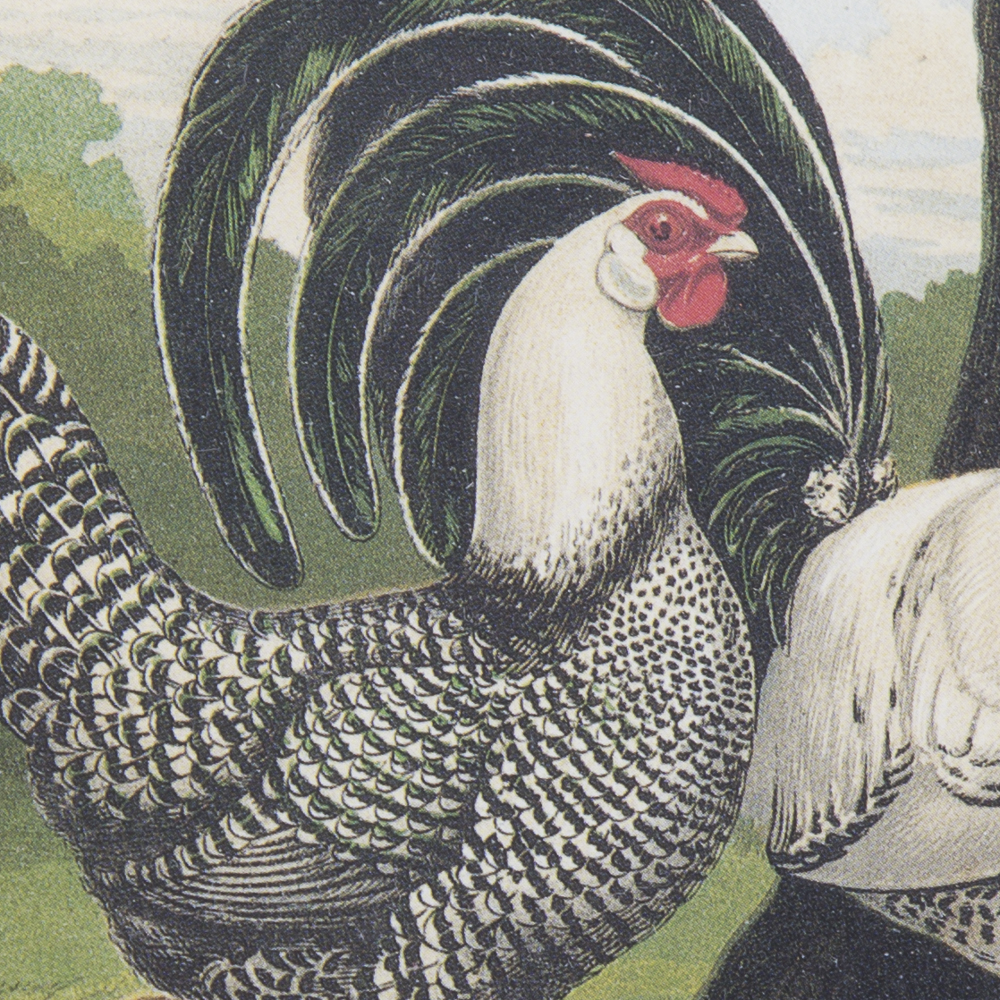 After J.W. Ludlow Offset Lithographs of Poultry