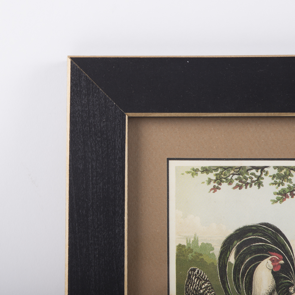 After J.W. Ludlow Offset Lithographs of Poultry