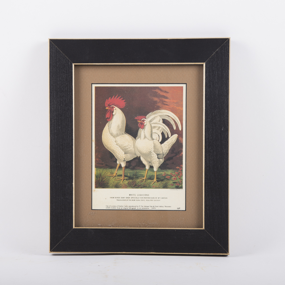 After J.W. Ludlow Offset Lithographs of Poultry