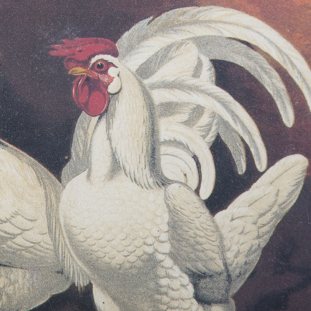 After J.W. Ludlow Offset Lithographs of Poultry