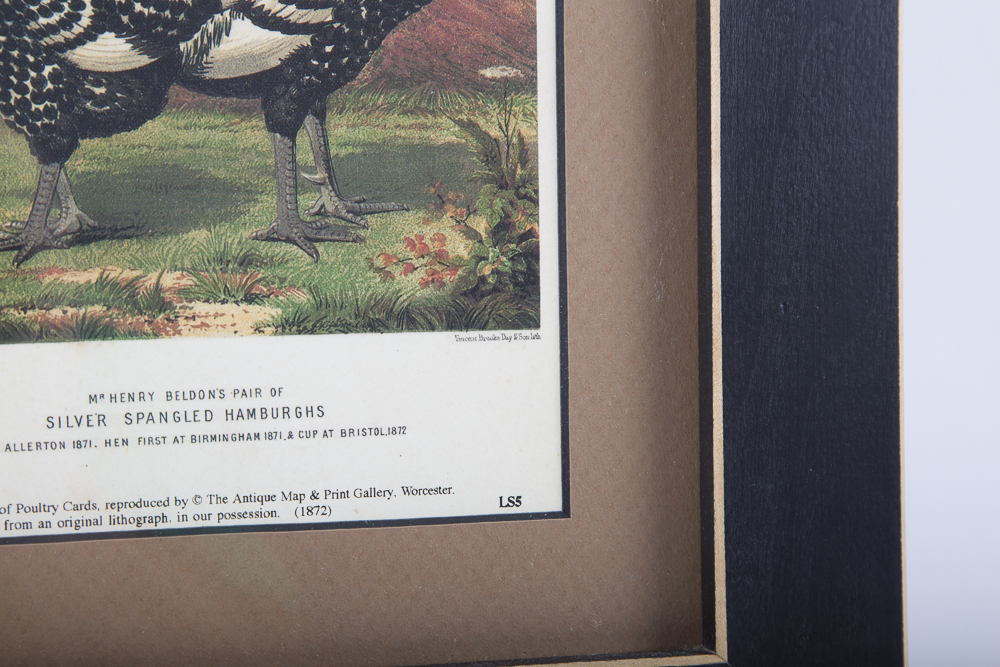 After J.W. Ludlow Offset Lithographs of Poultry