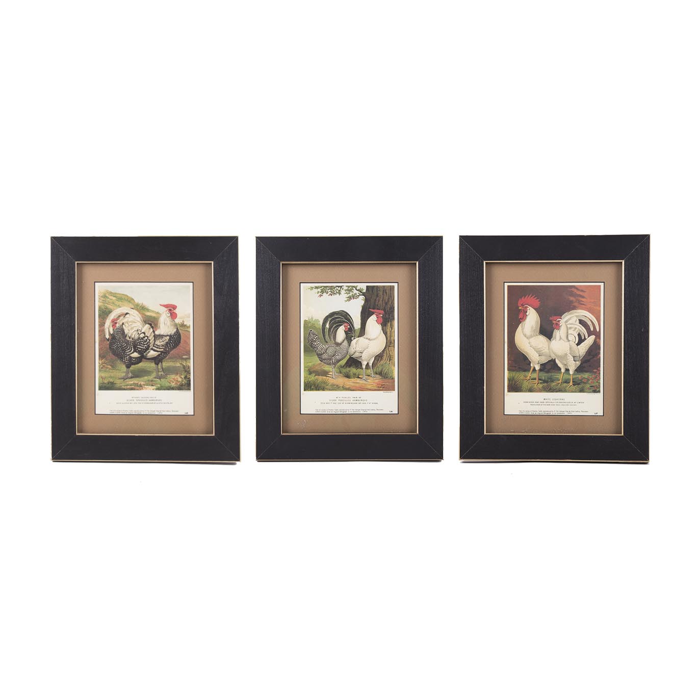 After J.W. Ludlow Offset Lithographs of Poultry