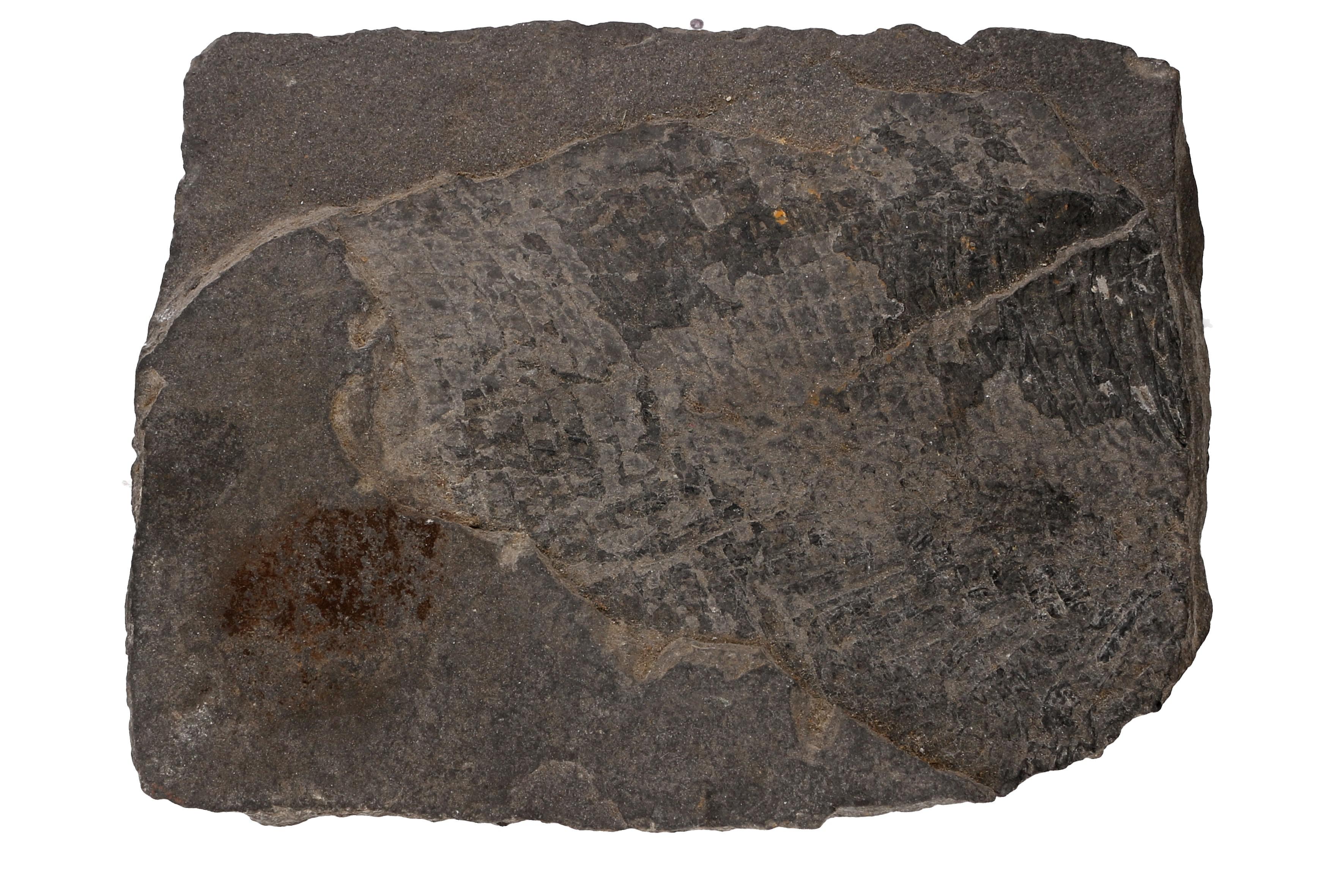 Mineral and Fossil Specimens