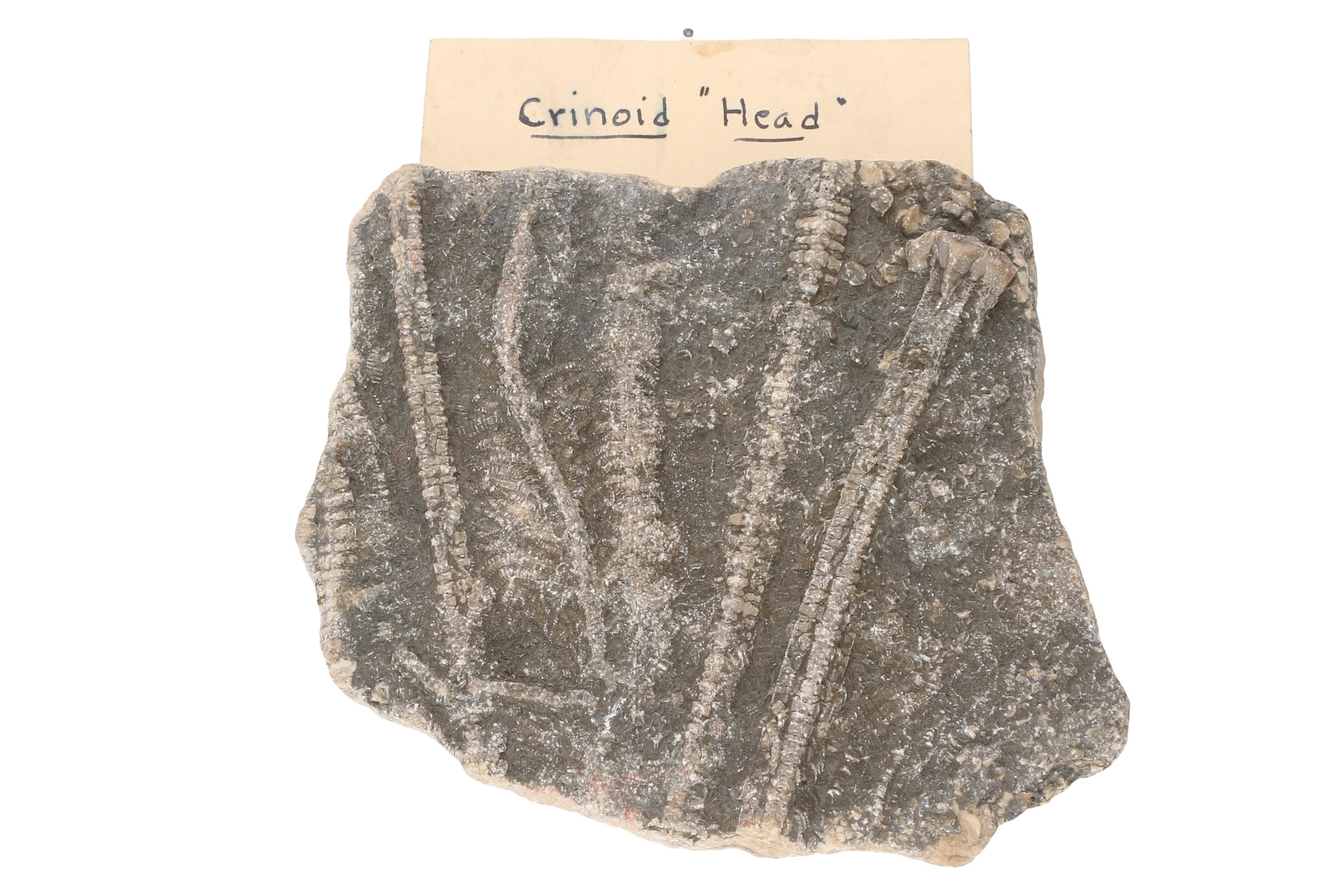 Mineral and Fossil Specimens