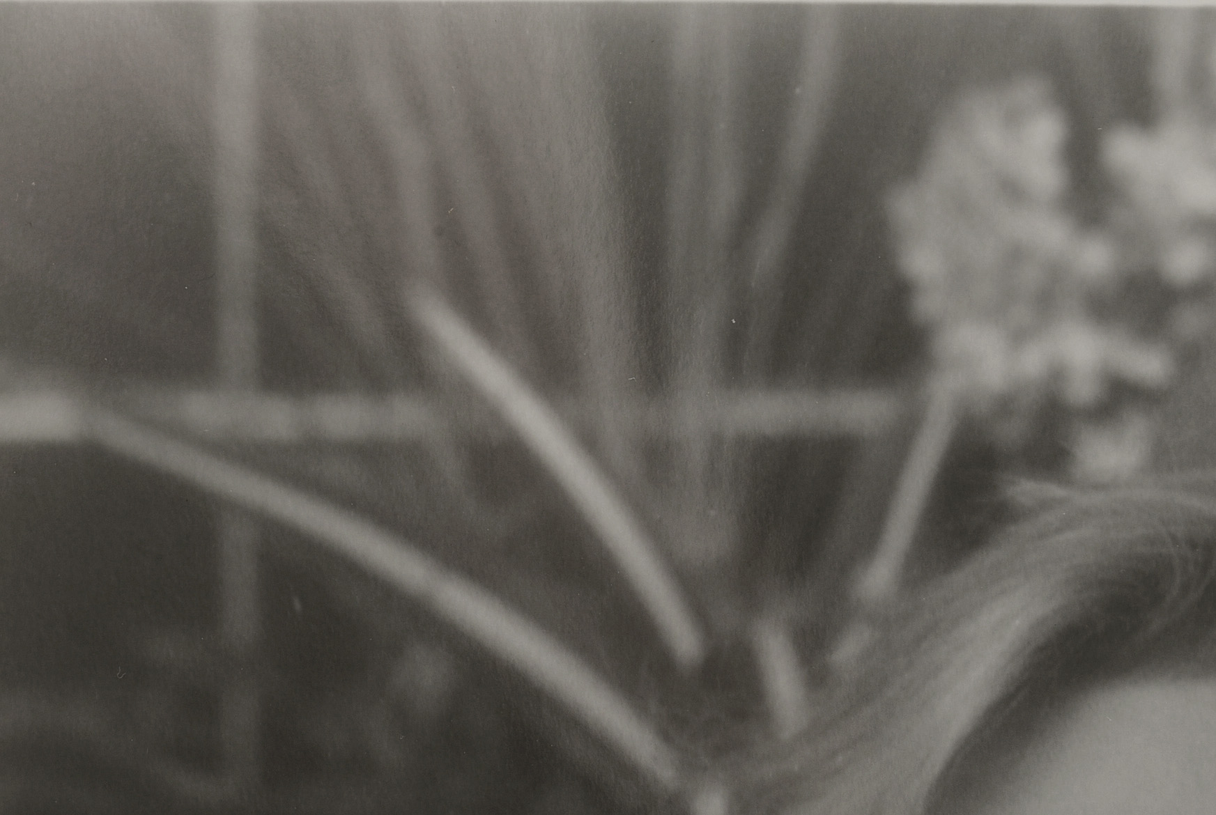 Jessica Lange Signed Celebrity Photo