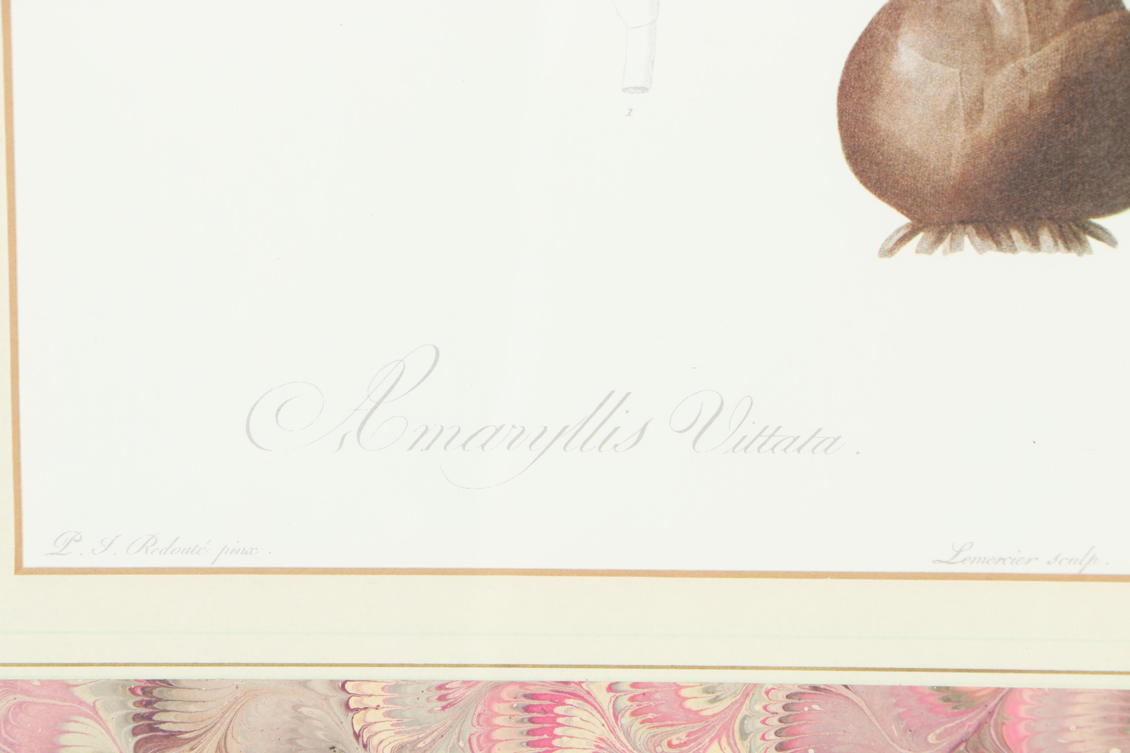 After P.J. Redoute "Amaryliss Vittata/Amaryllis Rayee" Offset Lithograph